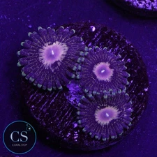 CS QUEEN KRAKATOA ZOA - WYSIWYG LIVE CORAL