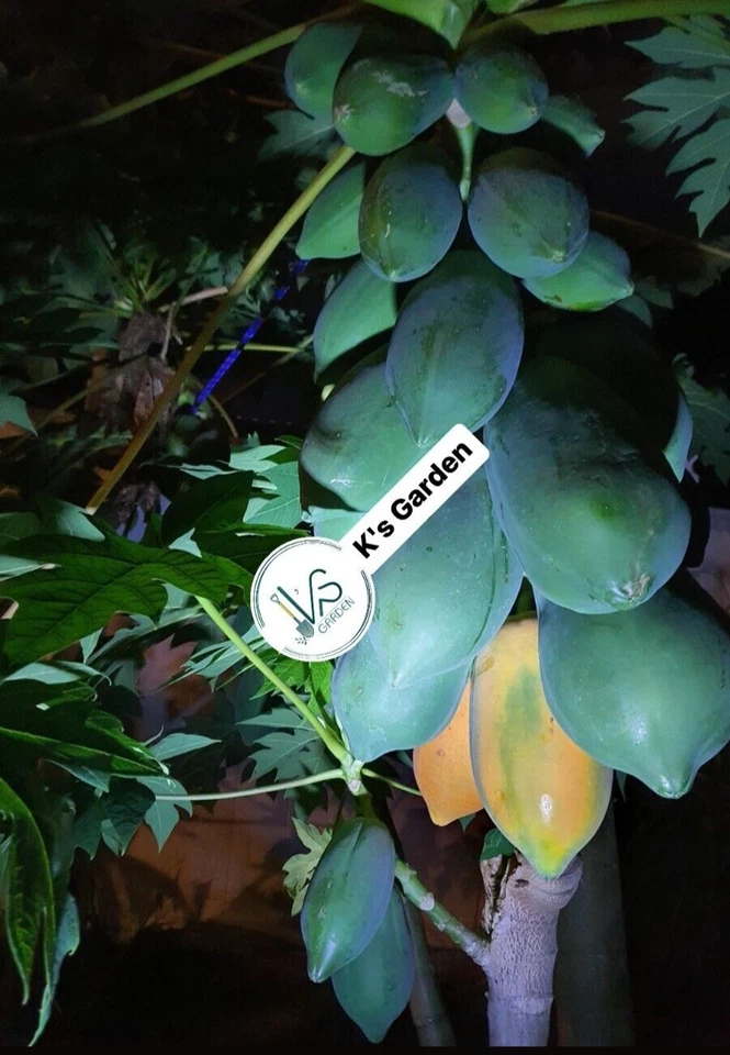 (5 PIEZAS) SEMILLAS DE PAPAYA ENANA F1, ĐU ĐỦ LÙN LAI F1 | 98% GERMINACIÓN | Foto 2 de 4