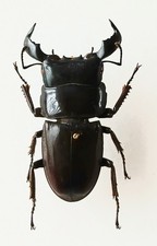 Dorcus Bucephalus Black Stag Jaw Male Beetle Set x1 (A1-)  Entomology D9