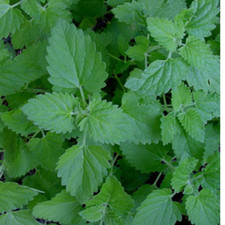 Catnip grow your own catgrass catmint - Nepeta cataria Seeds 