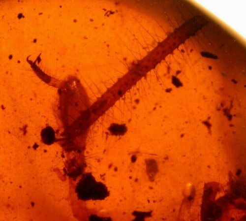 GIANT Legs with Spines in Burmite Burmese Amber Fossil from Dinosaur Age - Picture 6 of 10
