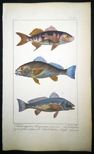 1834,P.L.OUDART ORIGINAL ENGR. FINE ANTiQUE WATERCOLOURING ON RARE FISHES Y15