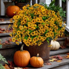 Artificial Fall Flowers for Outdoors Fake Mums - 16 Bundles Faux Plants Outsi...