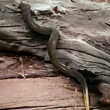 Kudu Yemenite Shofar Horn Judaica Kosher Full Natural From Israel XXXL 43"-46"