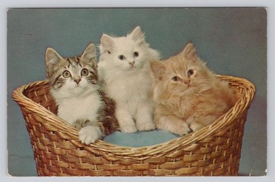 Post Card Three Kittens in a Basket Q194