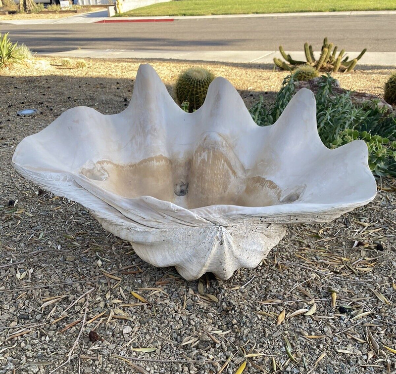 Vintage Tridacna Gigas GIANT CLAM SHELL 26.5 X 18 X 13” Natural Sea Shell
