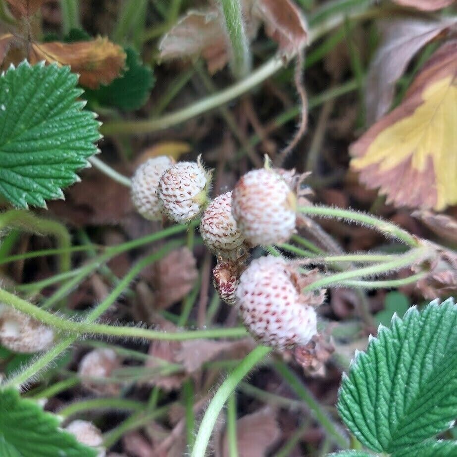 Fresa Monte Omei - Sabor a albaricoque - Fragaria nilgerrensis - Más de 10 semillas G 131