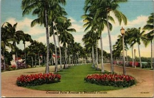 Postcard Cocoanut Palm Avenue Winter Haven Florida 1952 Linen