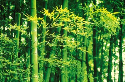 Fototapete BAMBOO 175x115 Bambus Wald Forest Dschungel Asien Giant Art Poster