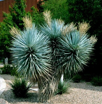 10 BLUE YUCCA TREE SEEDS (Yucca rigida) Exotic "RARE" Agave Cold Hardy~Zone  5 | eBay