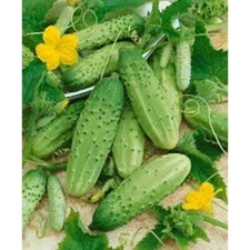 Cucumber Boston Pickling Great Heirloom Vegetable By Seed Kingdom 3,000 Seeds