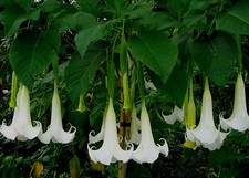 Beautiful White Angel Trumpet Brugmansia FRESH SEEDS COMB S/H - SEE OUR STORE