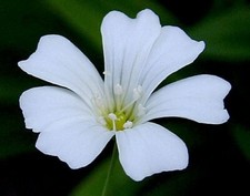 Baby's Breath Nice Garden Flower by Seed Kingdom 1/4 Lb Seeds