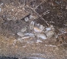 30x White Panda King Isopods