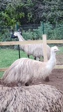 (1) EMU Hatching Egg - Blonde/White Breeding Pair
