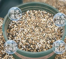 VIP Succulents cactus plant Garden plants