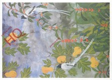 Postcard_ Leeds Postcards, L531, Paradise Flycatchers, Friends of the Earth