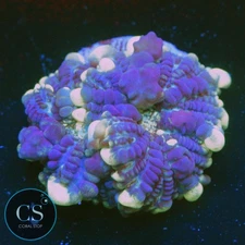 CS CS GRIMACE BOUNCE MUSHROOM - WYSIWYG LIVE CORAL