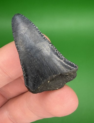 #ad Large Lower 1.47” Great White Shark Tooth Fossil from SC $22.00