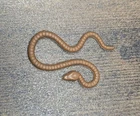 Vintage Star Wars Yoda Brown Snake Accessory 1980 Authentic🔥🔥🔥