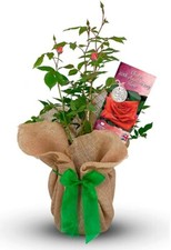 China Wedding Gift Rose - 20th Anniversary Gift - Gift
