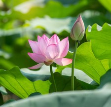 SAMEN Die LOTUSBLUME eine mehrjährige Wasserpflanze, rein und vollkommen