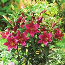 4 x Lily Purple Prince Bulbs - Like a Tree Giant Lilies