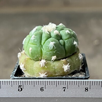 6-274. Astrophytum ''Lizard skin''  (Grafted seedling)