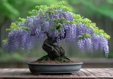 Chinese Wisteria Bonsai Tree Seedling for Planting - 1 Year Old Well Rooted Seed