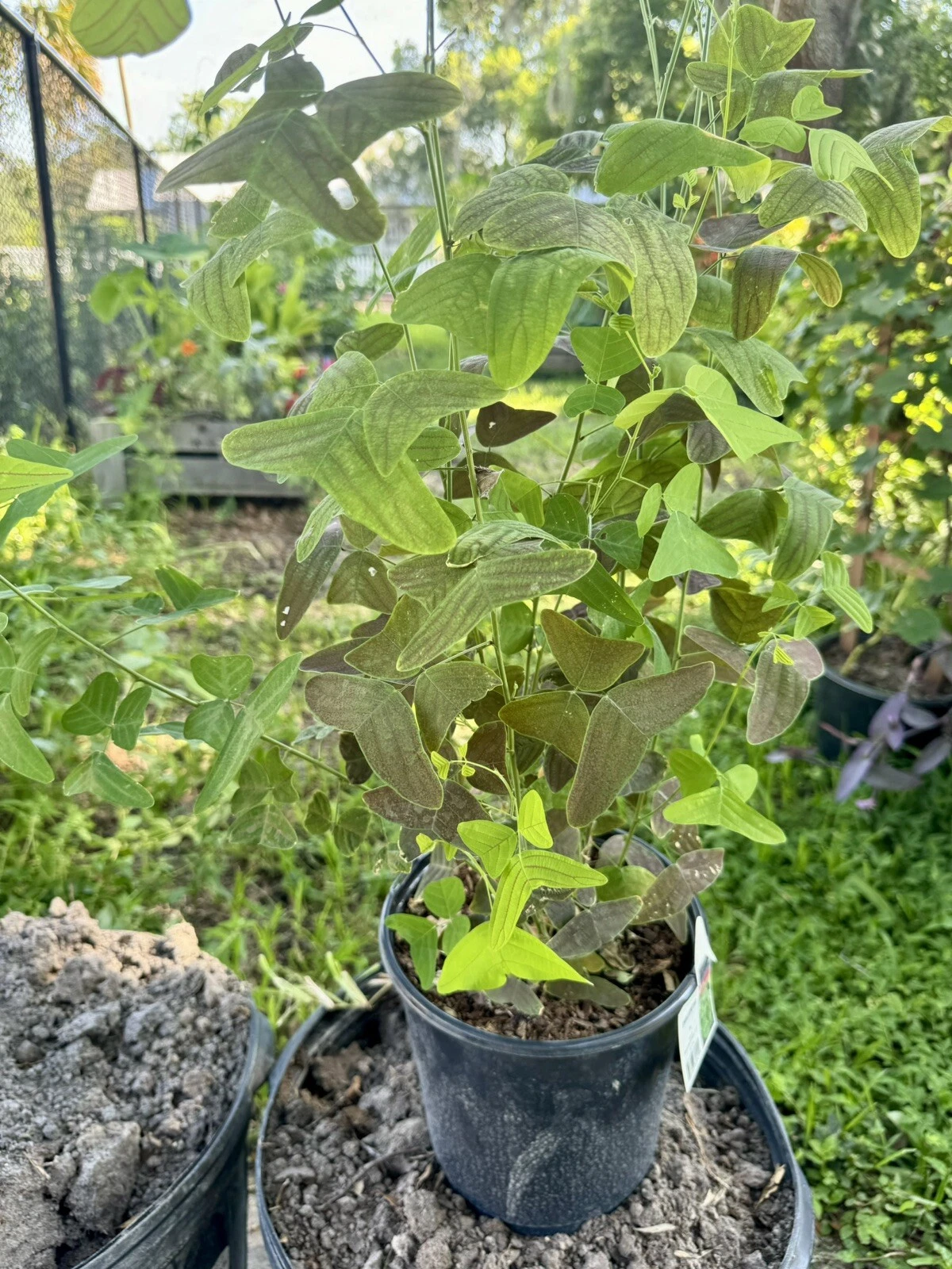 Butterfly Plant