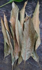 1000pcs Dried Mango Leaves 100 Organic Natural Herbal Homemade dry Leaf