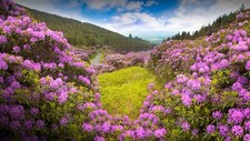 Landscape nature flowers trees forest plants clouds sky Custom Gaming Mat Desk