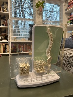 HUMAN SPINE MODEL EDUCATIONAL Pharmaceutical Promo Item Sales Rep Anatomy Prolia