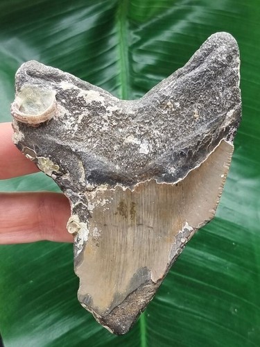 10,4 cm großes Zahnfragment des Megalodon mit Muschelresten - Hai Zahn Fossilien - Bild 2 von 6
