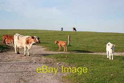 Photo 6x4 Cattle at Dreumasdal Many farmers in Uist have given up rearing c2009