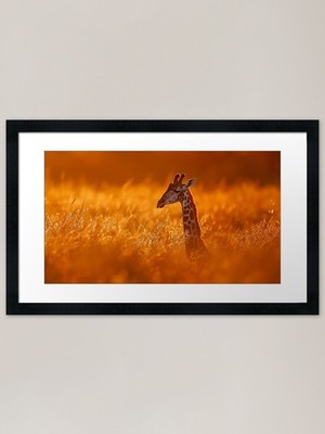 Golden Serenity: Giraffe in the Sun Gerahmtes Wandbild Poster Leinwanddruck Bild