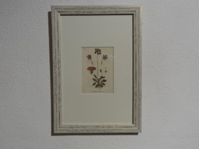 Orig.(ca. 1800) Kupferstich Mehlige Schlüsselblume Primula farinosa