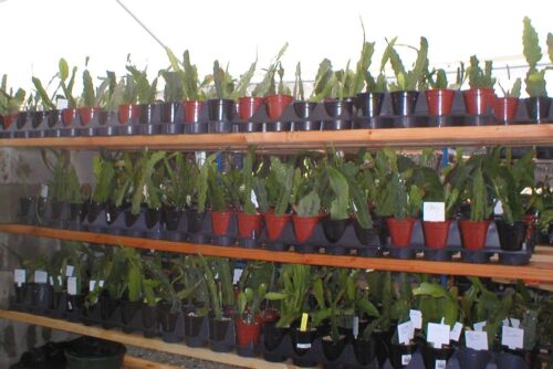Epiphyllum, Orchid Cactus, " SAN DIEGO SENSATION ", Don's Quart pots MAR/4