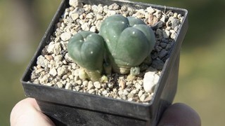 Cactus Cacti: Ariocarpus Mexican Cactus will.v. grymii; 4.5 cm WE own roots