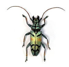 DEAD AND DRY Tmesisternus rafaelae MALE | INDONESIA| AS PICTURED | A1