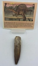 Spinosaurus Teeth Dinosaur F0SSIL Before T Rex Cretaceous K202