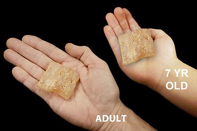 COPAL AMBER 2'' Mineral Specimen Solar Plexus Chakra Healing Crystals Stones