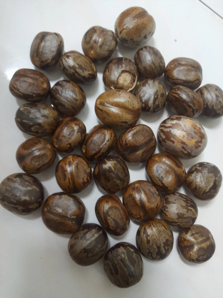 biji getah - Image 4 of 4