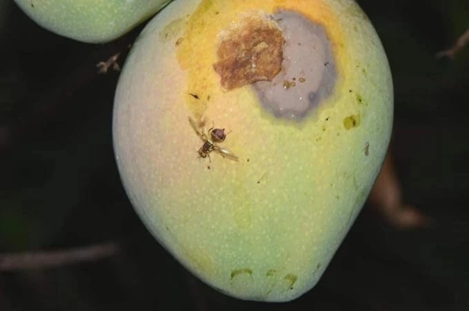 HEDO Fruchtfliegen-Pheromonköder (Bactrocera correcta, zonata, dorsalis) 20er Pack - Bild 4 von 4