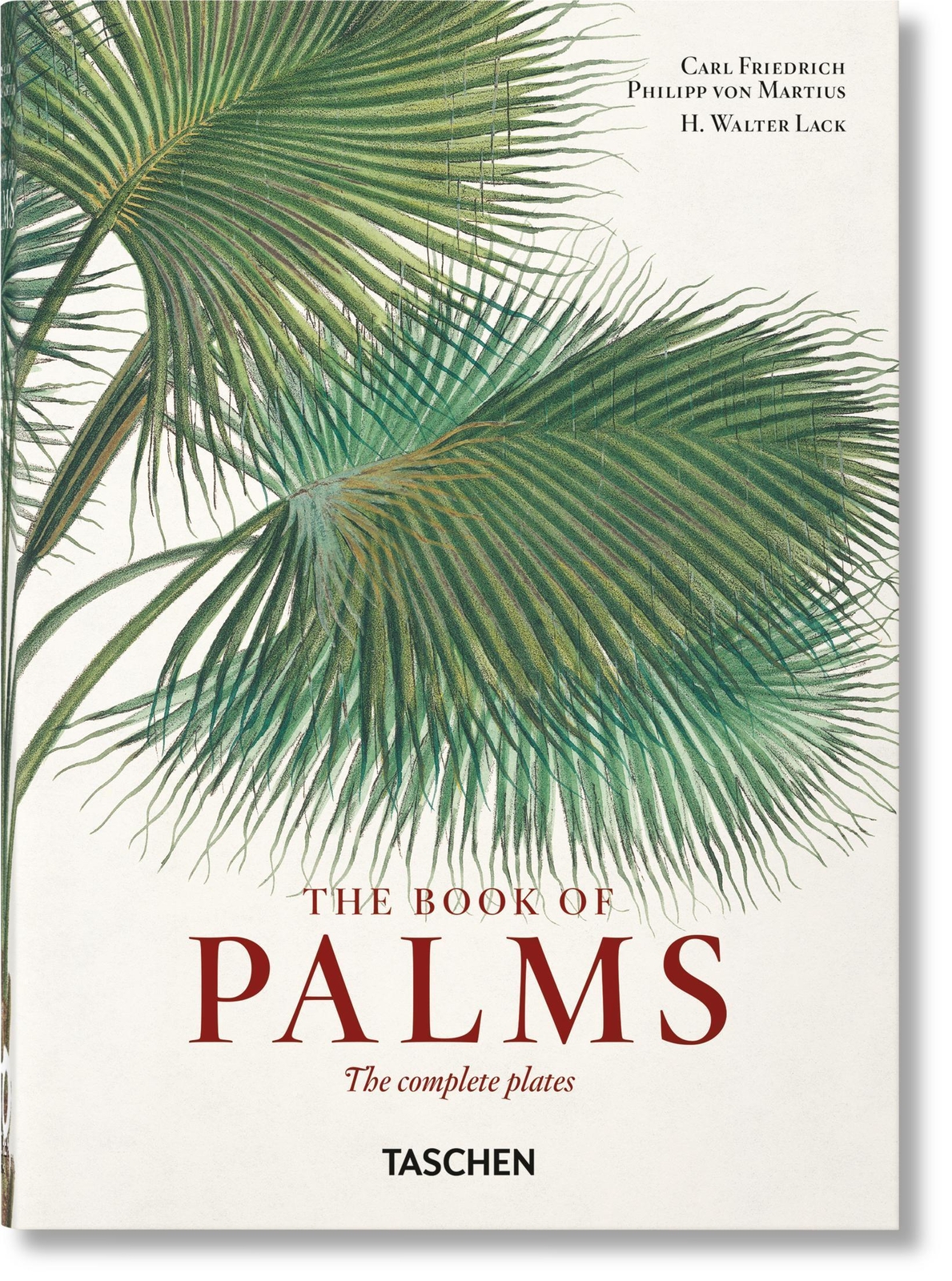 Thumbnail - Martius. The Book Of Palms H. Walter Lack Buch Ger, Hardcover 512 S.