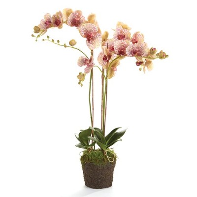 PHALAENOPSIS ORCHID DROP-IN 32''