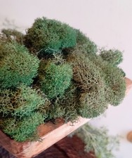 Real Moss Preserved Dark Green Terrarium