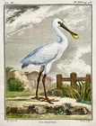 1779 de Seve - SPOONBILL Bird - Ornithology - 4to Large Edn engraving