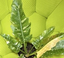 Variegated Philodendron Ring of Fire