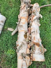 Tronco di betulla bianco - bordo vivo - 24x5